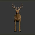 Standing Deer With Brown Antlers Orange Body And White Spots On Black Background 3d model