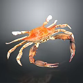 Orange and Brown Crab With Large Claws Long Legs And Reflection On Dark Background