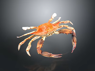 Orange and Brown Crab With Large Claws Long Legs And Reflection On Dark Background 3d model