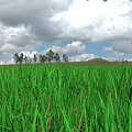 Beautiful Natural Landscape With Green Grassland Distant Trees White Clouds Blue Sky And Low Hills