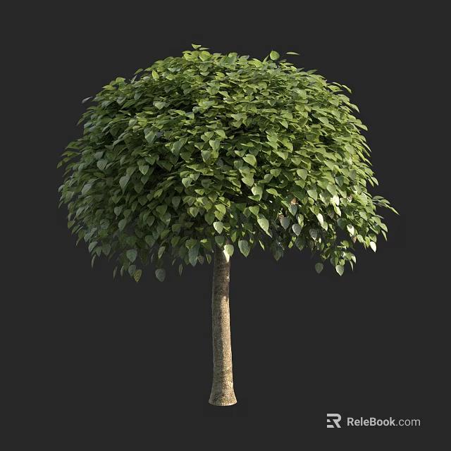 Lush Green Arbor with Slender Trunk and Rounded Crown Against Black Background 3d model 