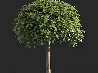 Lush Green Arbor with Slender Trunk and Rounded Crown Against Black Background 3d model