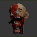 Human Head Anatomy Model With Half Realistic Face And Detailed Internal Structures 3d model