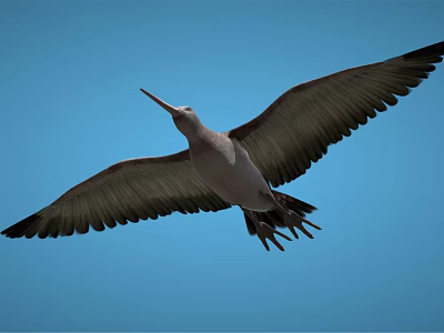 Modern bird cartoon eagle 3d model