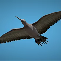 Graceful Large Winged Flying Bird Soaring High In Clear Blue Sky
