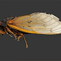 Macro View Of Cicada With Red Eyes Transparent Wings Yellow Edges And Black Body