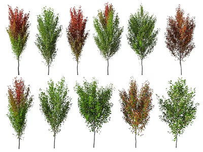 Diverse Deciduous Trees with Green Red and Yellow Foliage for Landscaping Projects 3d model