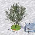 Shrub In Circular Planting Area With 1.5m Diameter 1.8m Height On Square Paved Ground