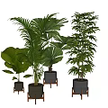 Potted Bonsai Plants With Green Leaves In Black Pots And Wooden Stands