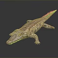 Realistic Crocodile Reptile Showcasing Natural Posture And Detailed Skin Texture