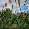 Vibrant Aloe Plants With Red Flowers Yellow Spikes Green Leaves And Rocks Under Blue Sky