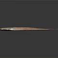 Fresh Whole Brown Fish With Shiny Surface On Black Background