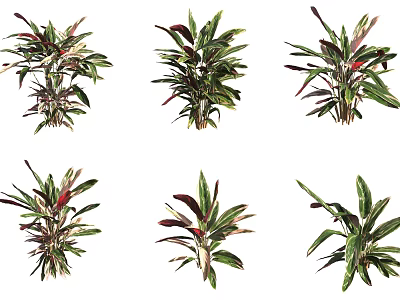 Colorful Indoor Foliage Plants With Green Red Purple Leaves And Various Species 3d model