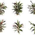 Colorful Indoor Foliage Plants With Green Red Purple Leaves And Various Species