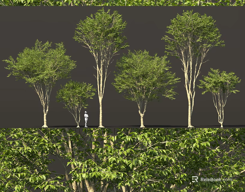 Various Sizes and Forms of Trees with Lush Green Foliage and Person for Scale 3d model 