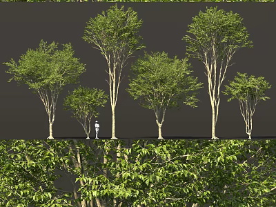 Various Sizes and Forms of Trees with Lush Green Foliage and Person for Scale 3d model