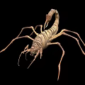 Reptile Scorpion With Segmented Body Claws And Venomous Stinger Tail