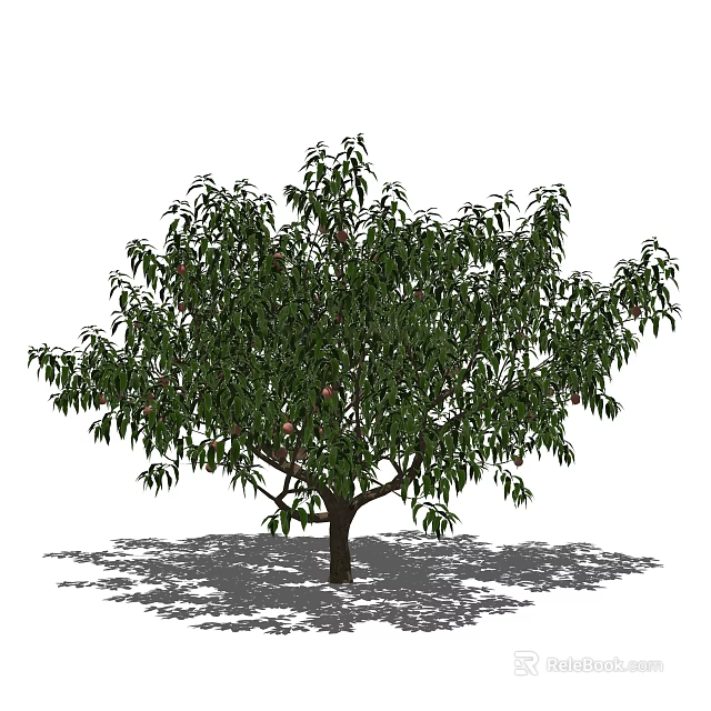 Lush Arbor Tree With Dense Green Foliage And Trunk Casting Natural Shadow 3d model 
