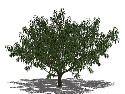 Lush Arbor Tree With Dense Green Foliage And Trunk Casting Natural Shadow 3d model