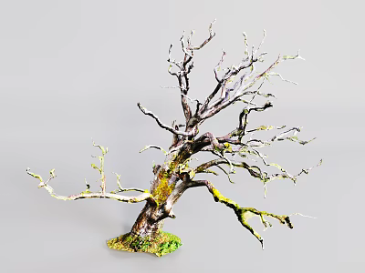 Dead Tree with Moss Covered Trunk and Bare Branches on Green Grass Base 3d model