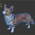 Orange and white Corgi standing on gray background with shiny floor reflection 3d model