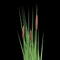 Cattail Plant with Green Stems and Brown Spikes on Black Background