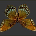 Moth Butterfly Colored Butterfly Tiger Butterfly Leaf Butterfly Flying Animals Flying Insects 3d model