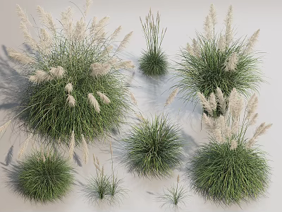 Different Types Of Ornamental Grasses With White Plumes And Green Foliage 3d model