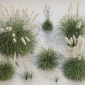 Different Types Of Ornamental Grasses With White Plumes And Green Foliage