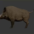 Wild Boar With Brown Fur And White Tusks Standing On Dark Background