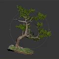 Bonsai Tree With Curved Trunk Green Foliage Small Stones Moss And Grass