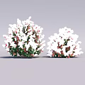 Decorative Flowering Bushes With White And Red Blooms And Green Leaves