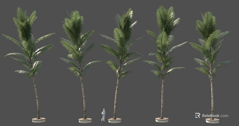 Potted Palm Trees Arranged in Row With Small Figure for Size Comparison 3d model 