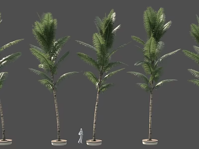 Potted Palm Trees Arranged in Row With Small Figure for Size Comparison 3d model