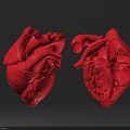 Human Heart Anatomical Model Displaying External And Internal Red Structures
