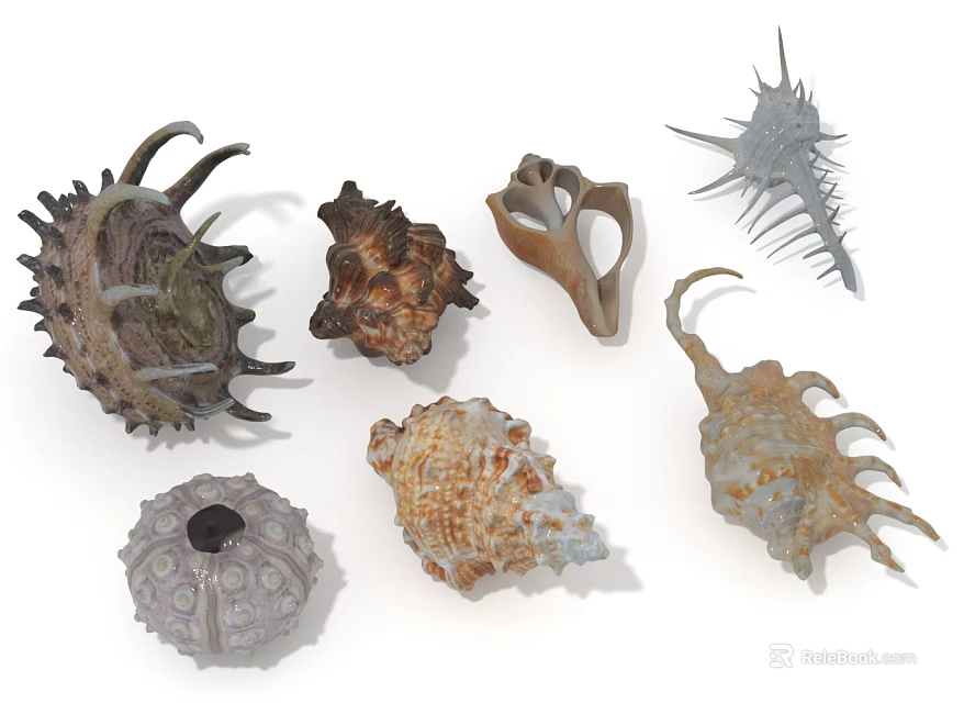 Assorted Decorative Ornament Set With Seashells And Sea Urchin Shells For Marine Home Decor 3d model 