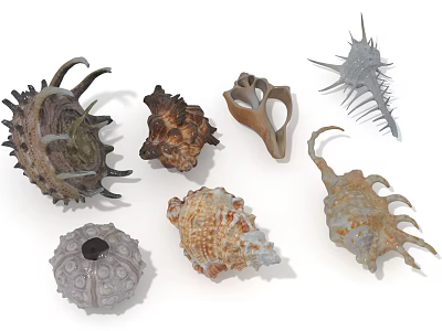 Assorted Decorative Ornament Set With Seashells And Sea Urchin Shells For Marine Home Decor 3d model