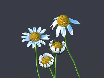 Chamomile Flowers with White Petals and Yellow Centers on Green Stems Against Gray Background 3d model