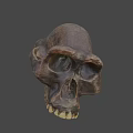 Detailed Brown Animal Skull With Natural Texture And Anatomical Features