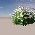 Lush White and Yellow Daisies with Green Leaves in a Vibrant Garden Cluster