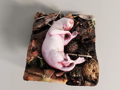 Newborn Pink Baby Animal Lying On Natural Ground With Dry Leaves And Soil 3d model