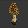 Fresh Natural Morel Mushroom With Yellow Honeycomb Cap And White Stem