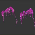 Hanging Pink And Purple Flowers With Long Trailing Blooms On Dark Background