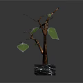 Decorative Potted Plant With Curved Brown Trunk Green Leaves And Black Marble Base