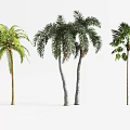 Tree Planter Design With Various Palm Trees For Outdoor Landscape Settings 3d model