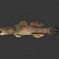 Brown Orange Fish With Colorful Fins On Gray Background Showing Reflection