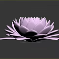 Pink Lotus Flower with Layered Petals on Dark Background showing Clear Reflection 3d model