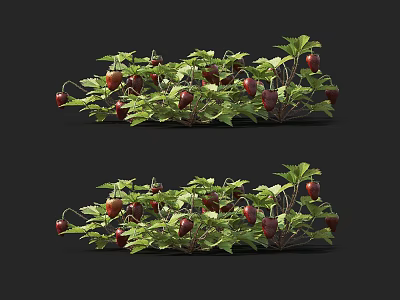 Fresh Red Berries With Lush Green Leaves On Growing Vine Plant 3d model