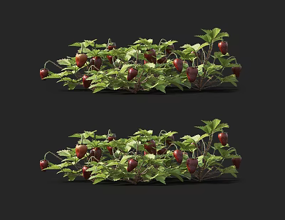 Fresh Red Berries With Lush Green Leaves On Growing Vine Plant 3d model