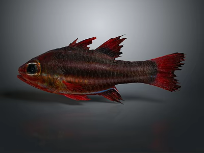 Red and Dark Red Striped Fish with Spiny Fins and Red Tail on Gray Background 3d model